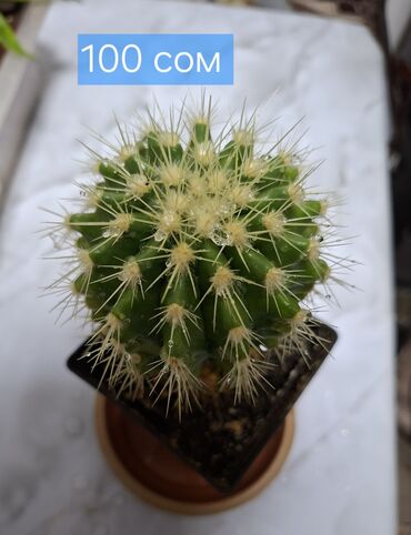 Кактусы: Продаю кактусы — 3