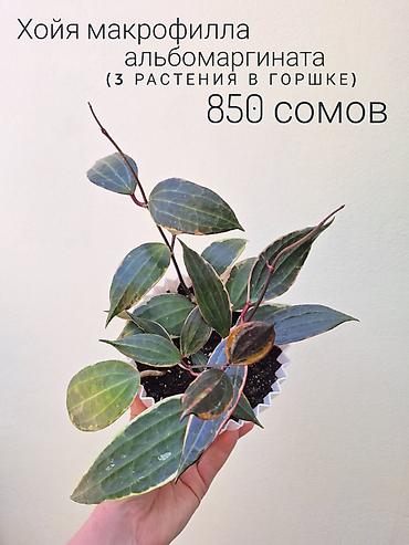 Другие комнатные растения: ~Комнатные растения/цветы (детки/молодые растения/взрослые — 18