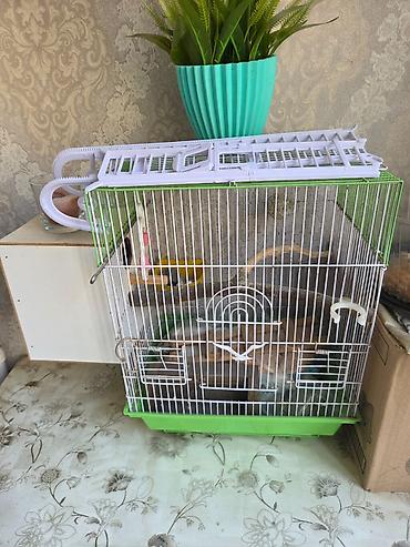 qefes satisi: DoLu QəFəSDi HəR BiRŞeYi var içində Nərdivanna kimi TəRGiZmişəm evdə — 2