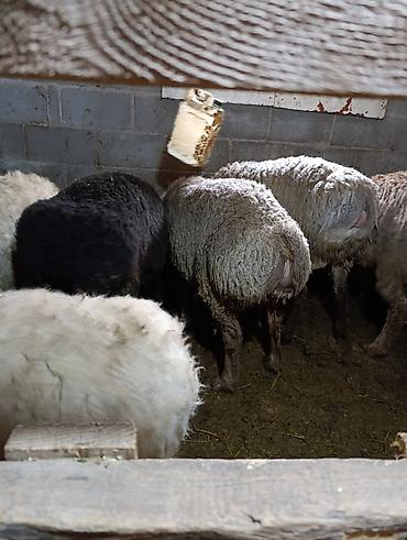 Баран, овца: Продаю | Овца (самка) | Для разведения | Осеменитель — 4