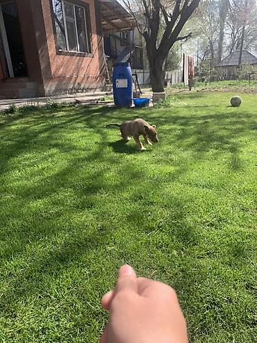 Продажа собак: Лайка, 3 месяца, Самец — 6