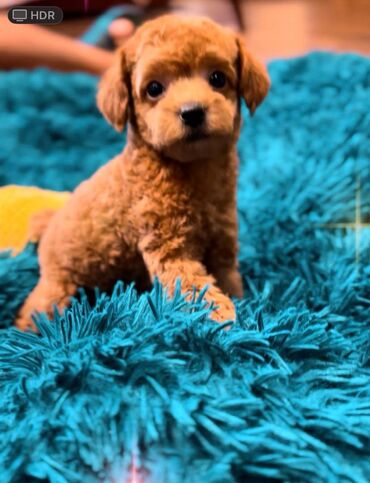 Psi: Nasa odgajivacnica se nalazi u Indjiji i bavimo se uzgojom pasa 15 — 13