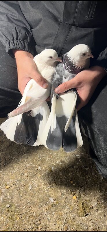 Göyərçinlər: Göy nişanlar ağlar 30dan coxdu balalarnan hamisi 10azn den abtavoy — 13