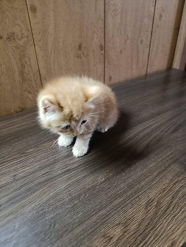 Продажа кошек: 1 месяц, Девочка, Рыжий — 4