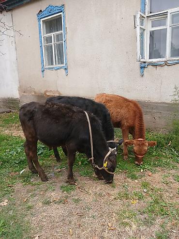 Продам с/х животных: Продаю | Бык (самец) | Полукровка | Для разведения | Привязанные — 3