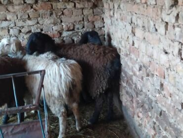купить молочную козу: Продаю | Овца (самка), Ягненок, Баран (самец)