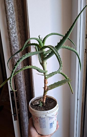 алоэ вера купить: Aloe vera — 1