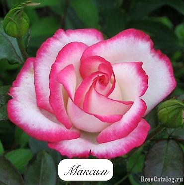 Роза: Саженцы — 9