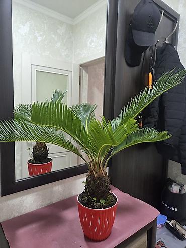 Монстеры: Монстера делициоза (Monstera deliciosa) в горшке - Эффектное — 8