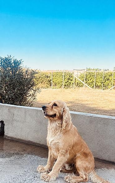it balasi: Koker spaniyel, 2 ay, Erkək, Cütləşmə üçün, Ünvandan götürmə — 1