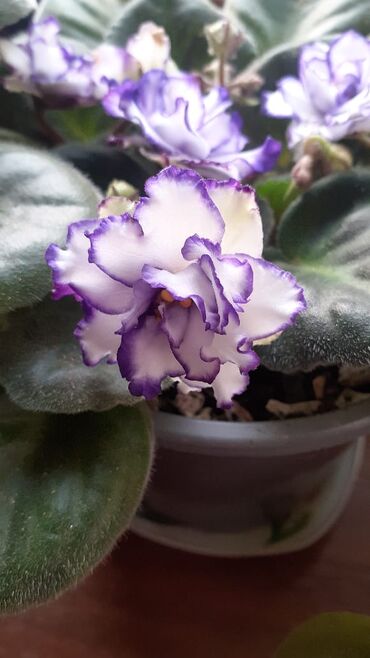 Otaq bitkiləri: Afrika bənövşələri (Saintpaulia) – müxtəlif rəngli və formalı sortlar — 4