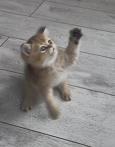 Продажа кошек: Скотиш Страйт (Шотландская прямоухая), 2 месяца, Мальчик, Золотая шиншилла, Приучена к лотку — 9