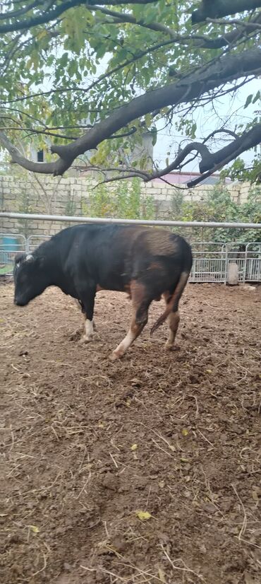 Inəklər, öküzlər: Məhsul: Qara rəngdə, qısahornlu erkək mal (öküz/buğa) Xüsusiyyətlər -da lalafo.az — 5 Inəklər, öküzlər: Məhsul: Qara rəngdə, qısahornlu erkək mal (öküz/buğa) Xüsusiyyətlər — 5