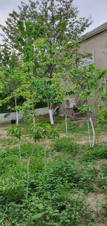 Uzunmüddətli kirayə evlər: 100 kv. m, 3 otaqlı, Su, Qaz, İşıq — 15