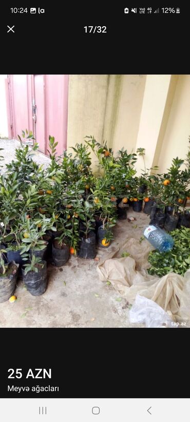 Tinglər: Müxtəlif dekorativ və meyvə ağaclarının tingləri. • Xurma-narıngi — 15