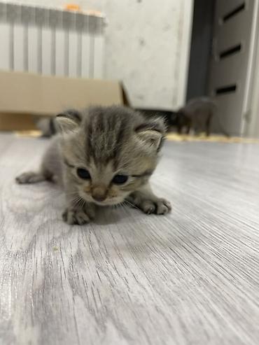 etibarli əllərə pişik: Yaxşı əllərə, Pulsuz çatdırılma, Ödənişli çatdırılma — 3
