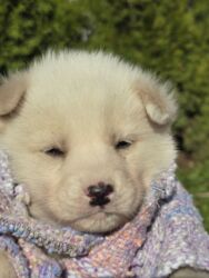 Psi: POKLANJAM štence mesanci haskija i ptičara,očišćeni od — 5