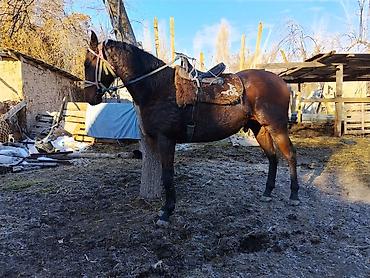 m horse: Продаю | Жеребец | Английская | Рабочий | Племенные — 3