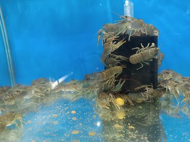 Akvariumlar: Akvaryum balıqları 
Xərçəng