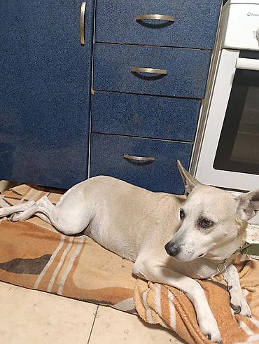 отель для кошек: Вам нужно уехать на несколько дней или недель, но не на кого оставить — 9