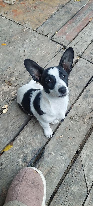 İtlər: Balalar satilir temiz zvanokdu atasiynan anasi ayri cinsdi ama temiz — 10