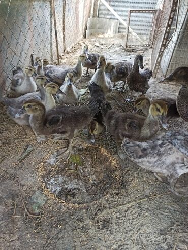 quzu satılır: Qəşəng sort zümrüdü ördəklər satılır.Altı aylıqlar 17 manata,üç