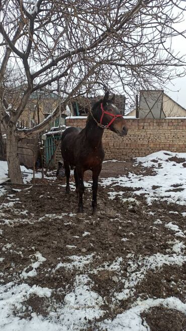 Лошади, кони: Продаю | Жеребенок | Рабочий, Конный спорт — 5