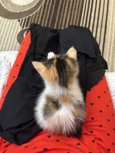 донской сфинкс кошка: Кошка даром: Беспородная, 2 месяца, Девочка, Приучена к лотку, Проглистована