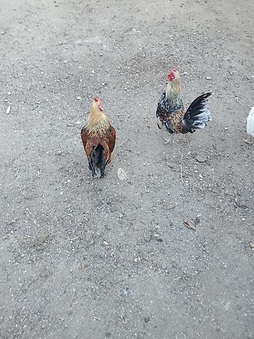 beca xoruz: Cücələr – dekorativ xoruzlar - Növ: dekorativ, xırda ölçülü xoruzlar — 2
