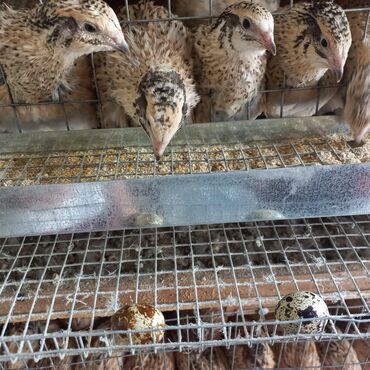 на ферме есть куры козлы и коровы: Продаю | Куры