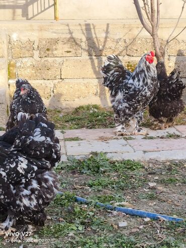 brama yumurtasi: Brama motlet yumurtalari biri 5 manata