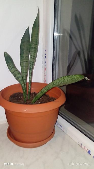kaktus növləri: Sansevieria (Qayın dili) otaq bitkisi - Növ: Sansevieria trifasciata — 1