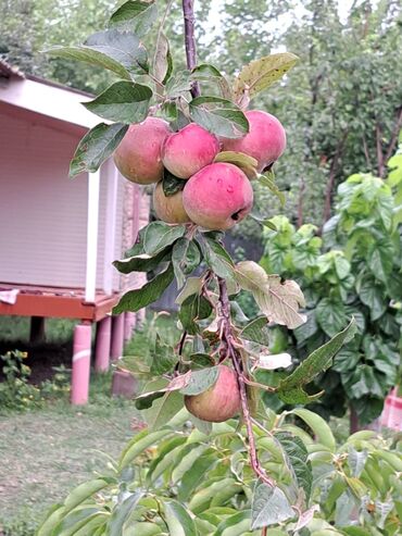 Bağ evlərinin satışı: Zerdab rayonu,Melikli kendinde kupcali,30sota yaxin heyeti olan ev -da lalafo.az — 5 Bağ evlərinin satışı: Zerdab rayonu,Melikli kendinde kupcali,30sota yaxin heyeti olan ev — 5