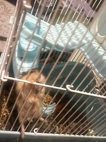 hamster: 7 ədəd hamster və qəfəs dəsti - Növ: xırda ev heyvanı (hamster) - — 4