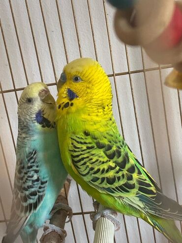 александрийский попугай: Продаю попугаев вместе с клеткой. Зеленая девочка, синий мальчик
