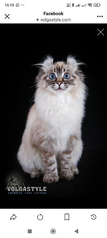 кошки свинкс: Кошки.Порода: Американский керл (American Curl). Котята . Есть котята — 1