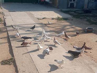 Животные: Salam tam sağlam quşlardır təcili satılır üst üstə 5 manatdan tək tək — 2