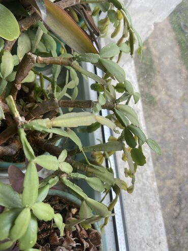 Другие комнатные растения: Продаются комнатные цветы, находится в городе Кант, по 350 сом каждый — 8