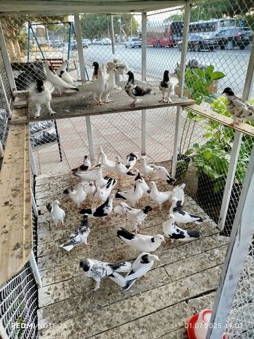 bildircin qefesi: Bildirçin 1 eded 3 man 100 den cox alana 2mandən bildircin yumurtasi