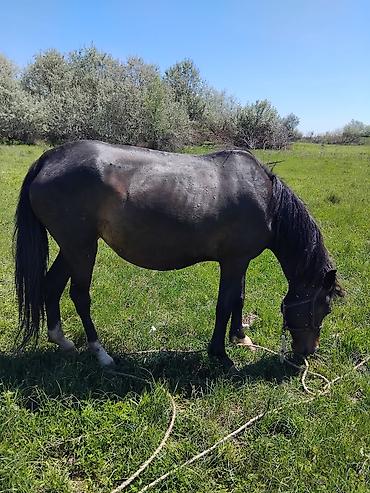 Лошади, кони: Продаю | Кобыла (самка) | Рабочий — 6