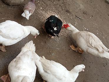 Ördəklər: Kom şeklinde SATLİR Erkey 2 denedi 10 dişi di tecılı satlir erkeyler — 21