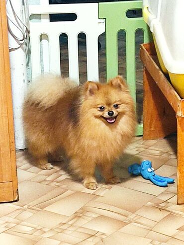 миска для собак: Померанский шпиц по имени Орео. д/рожд: 05.03.2023 без недостатков
