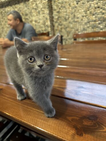 cins pisik cutlesdirme: Erkək, Dişi