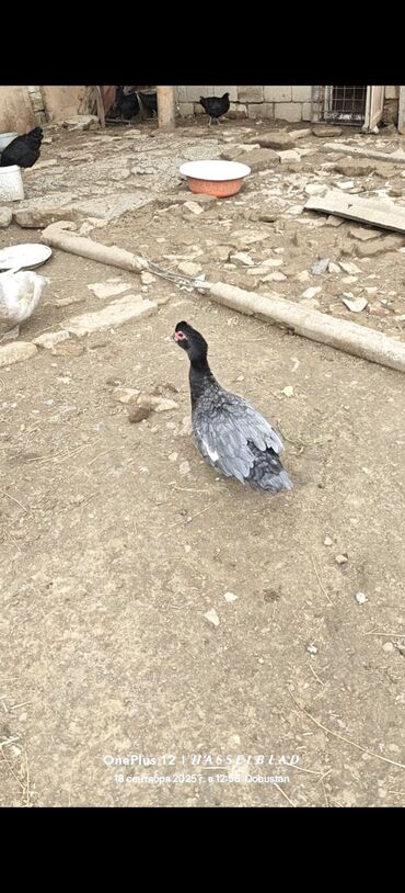 Коровы, быки: Macar ördəklər 2 erkək 7 dişidir.erkəklər 7 kilodan yuxarı olur