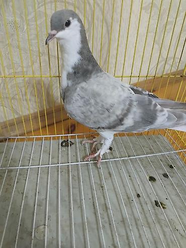 at satisi qiymetleri: 12 eded delfin goyercin 5 eded dekarativ delfinlerin cutu 30 manat — 5