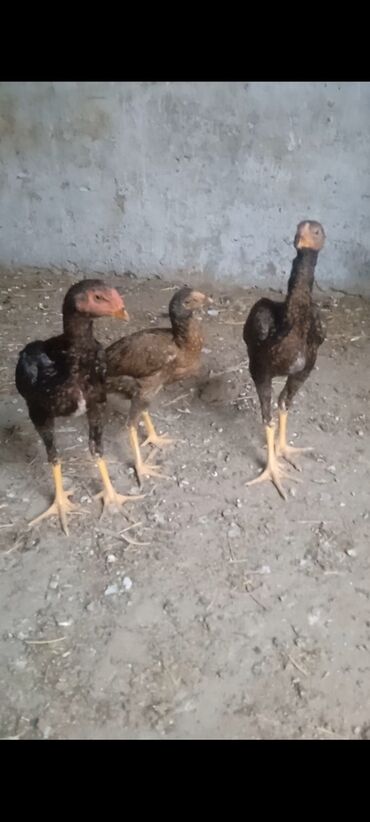Digər quşlar: Satılır yanvar heyvanlaridi