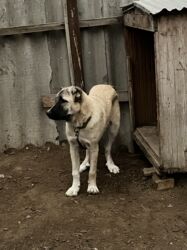 İtlər: Çoban iti 5 aylıq dişi 350 azn 055 662 05 16 bu nömreye yazın — 11