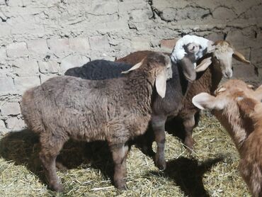 Бараны, овцы: Продаю | Ягненок, Баран (самец) | Гиссарская | На забой, Для разведения, Для шерсти | Племенные