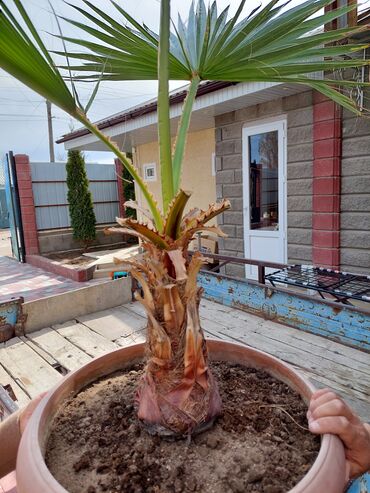 Дом и сад: Пальма саженец привезенный из Турциипримерно высота 70 см.Причина