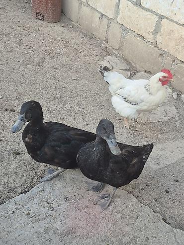 naxcivan heyvan elanlari: Muscovy ördəkləri (indoutka) – qarışıq rənglərdə sürü ( lal ve — 1